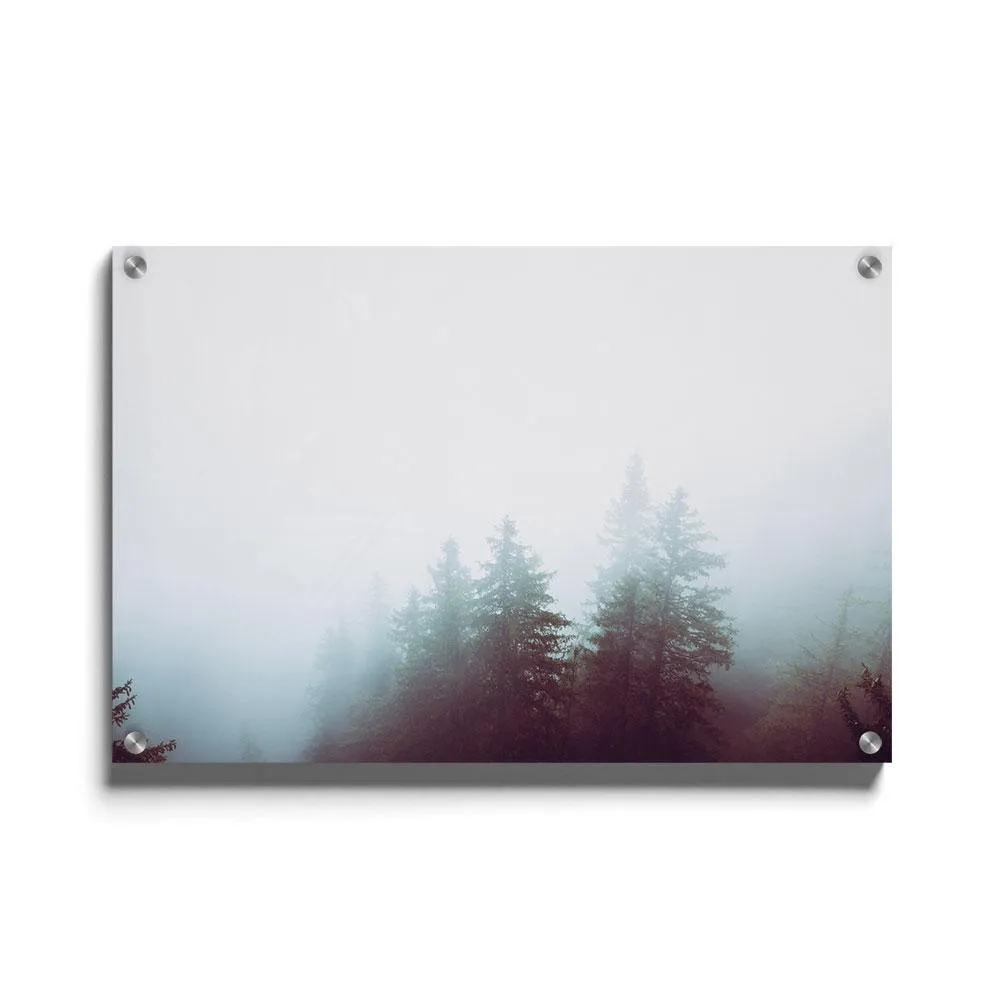 Foggy Woods